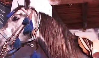 Stallion Horse Porn - stallion - Animal Sex Porn Tube