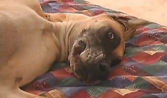 Women First Time Seal Fucking Dog - all