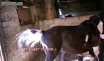 Horse Foking Video - Well hung man fucks a horse