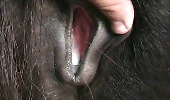 Elephant Ledij Xxx - animal sex video like huge-horse-cocks-fucking girls