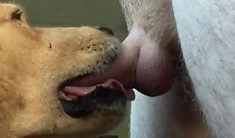 Ww Xx Dog Gral Vedio - dog porn with japan girl