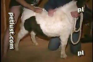 Petlust Man Fucks Dog Porn - man fuck animal on the stable with his big dick