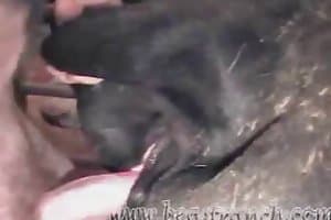Cowxxxvideo - Animal Sex - cow content and zoo sex videos.