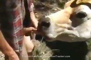Xnxx Cow 1 - Animal Sex - cow content and zoo sex videos.