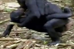 Monkey Fucking Women Free Porn - Animal Sex - pet-sex content and zoo sex videos.