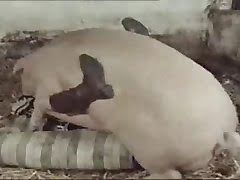 Pig Sex tube