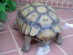 Turtles porn