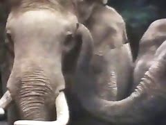 Wild Animal Sex - Sex With Animals tube