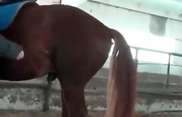 Anymel Sex - Animal Sex Videos - animal porn tube with zoo sex videos.