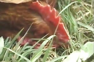 Chicken man fuck Animal Sex