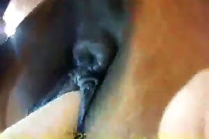 horse-porn, zoofilia