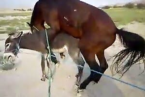 Horny man deep fucked female horse in crazy midnight zoophilia -  XXXSexZoo.com