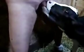 donkey, zoophilia with blowjob