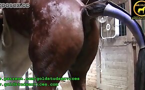 zoophil fucks mare, close-up zoo porn scenes