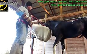free beastiality movies, horse porn videos