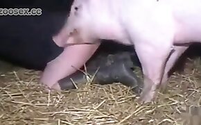 sex with pig, sexy zoophile babes