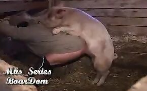 sex with pig, animal sex porn