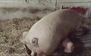 fuck with animal porn, sex with pig