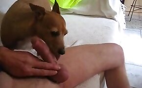 throat animal fuck, sex with dog porn