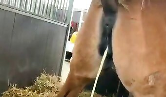 horse beastporn
