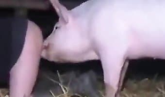 Animal porno pig fuck woman