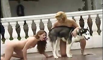 Doganimalpornsex - sex with dog