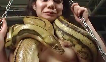 Beastly Porn Snake - Snake slithering all over a fat couple