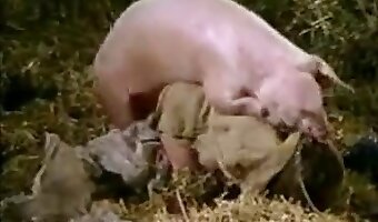 Pig fuck scene with a true zoophile