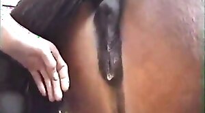الجنس الحصان,كس