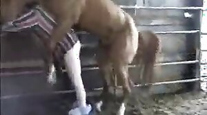paardenseks,dierentuin-porno