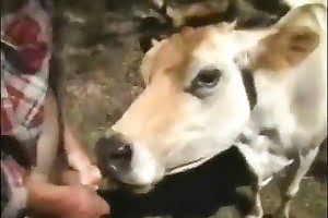 sexe d'animal de compagnie,cow-boy