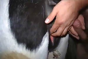 cow sex,girl with animals