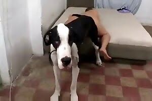 bestiality dog-sex