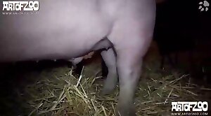 pig porn,bestiality porn