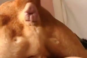 プッシー,犬のポルノ