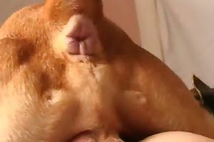 cock pussy