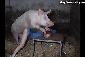 állati orgazmus,hd állatkerti pornó
