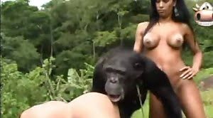 monkey, zoo-sex