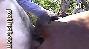 horse-sex, kinky