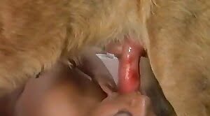 Animal Sex Clips