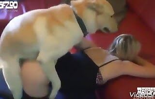 dog-sex, zoo-porn