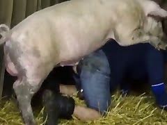 Porno pigs animal Search Results