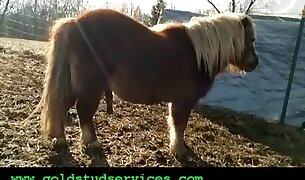 horse porn, beastiality porn