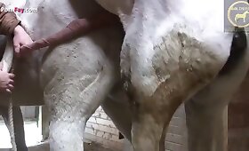 dick of animal, horse fuck porn