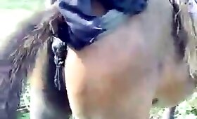 outdoors animal fuck, mare with man