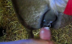 vidéo de zoophilie pov, enregistrements de bestialité gratuits