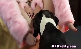 videos with animals, bestiality sex