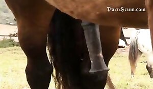 horse beastiality free porn, tube xxx zoo porn