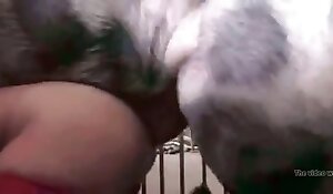 Girl has sex with dog and likes it. Free bestiality and animal porn