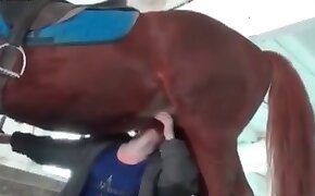 horse sex, zoophilia fuck porn